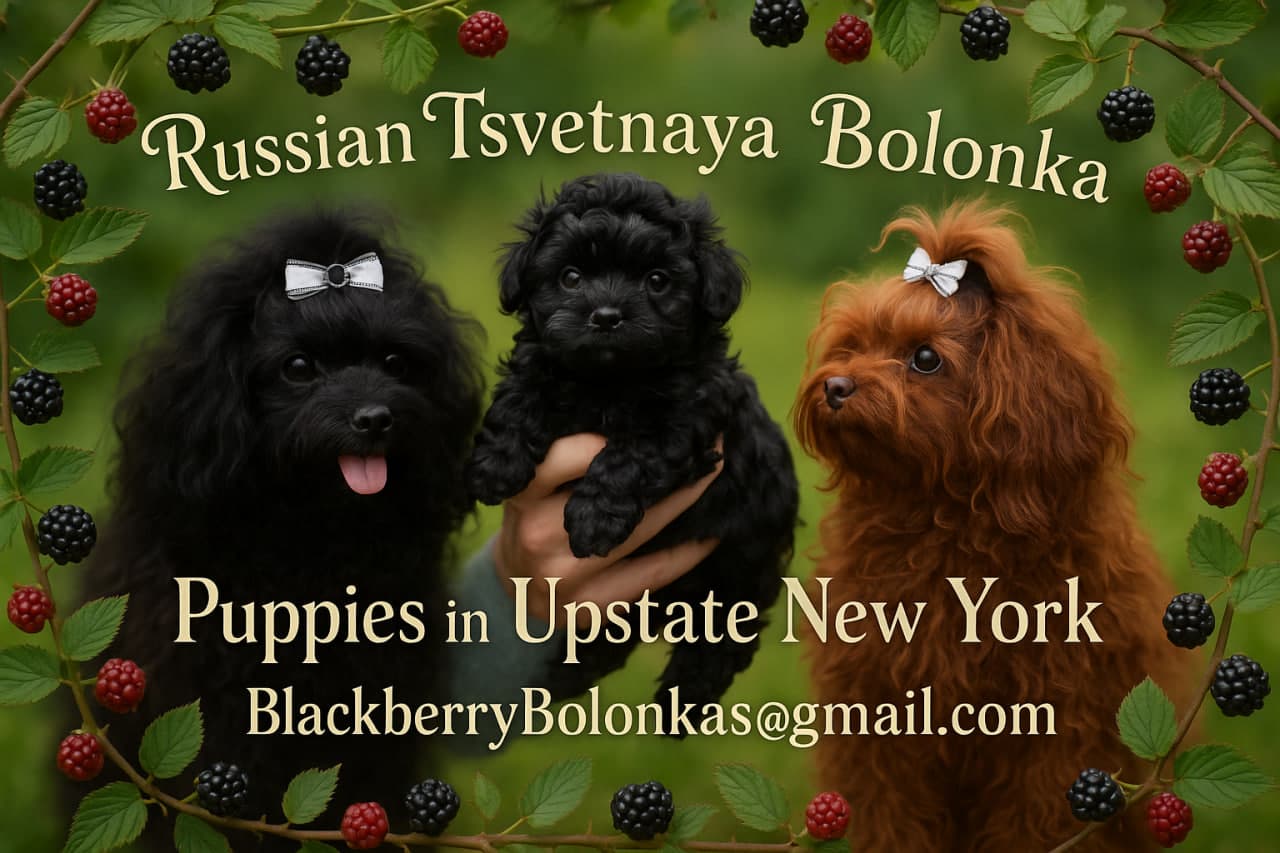 Beautiful Bolonka puppies banner