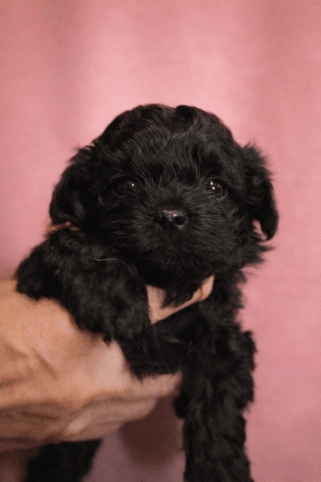 Black Raspberry – Jet Black female Russian Tsvetnaya Bolonka puppy for sale