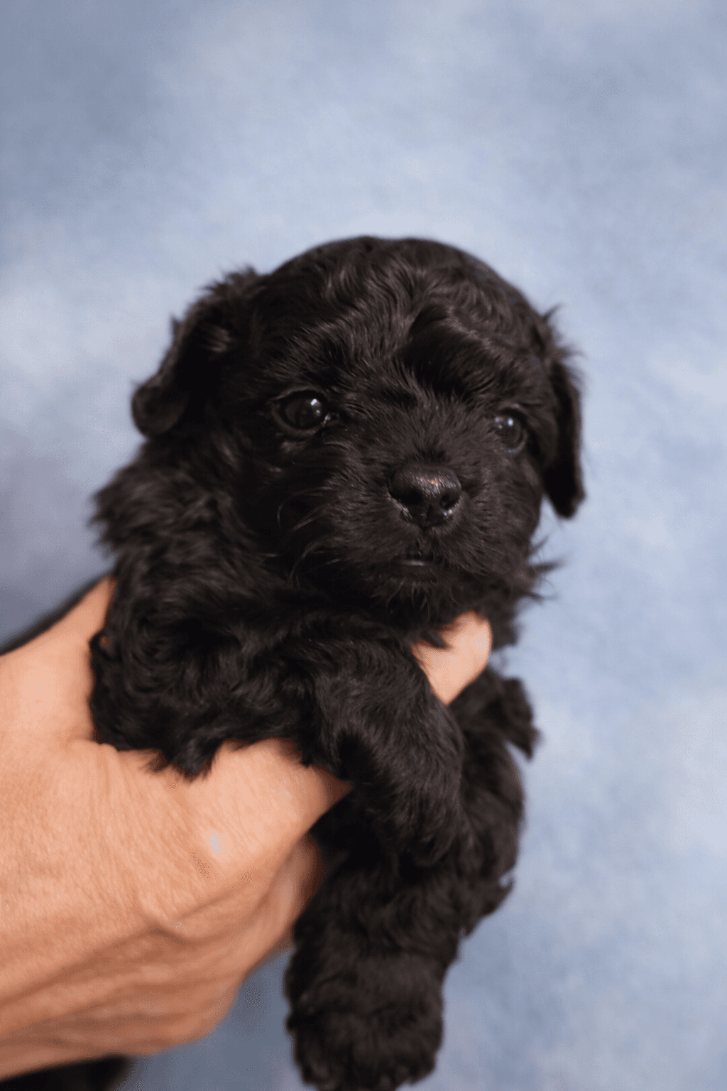 Blackberry – Jet Black male Russian Tsvetnaya Bolonka puppy for sale