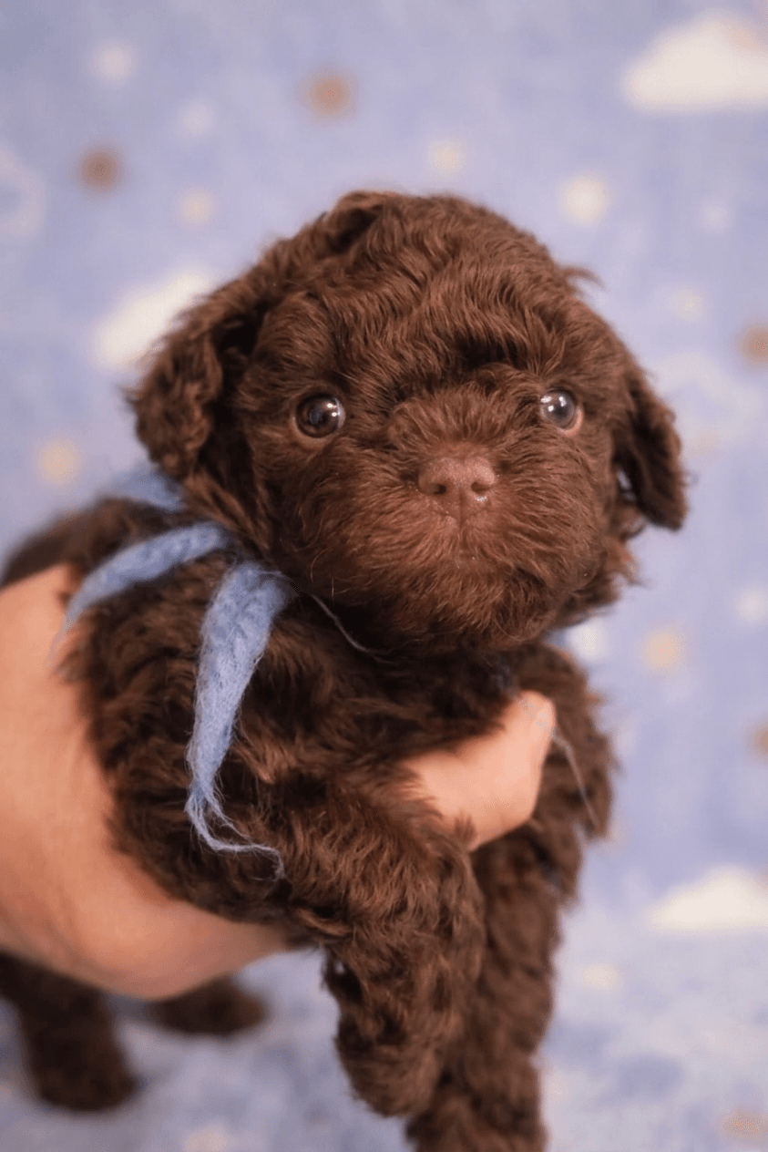 Blueberry – Chocolate Brown male Russian Tsvetnaya Bolonka puppy for sale