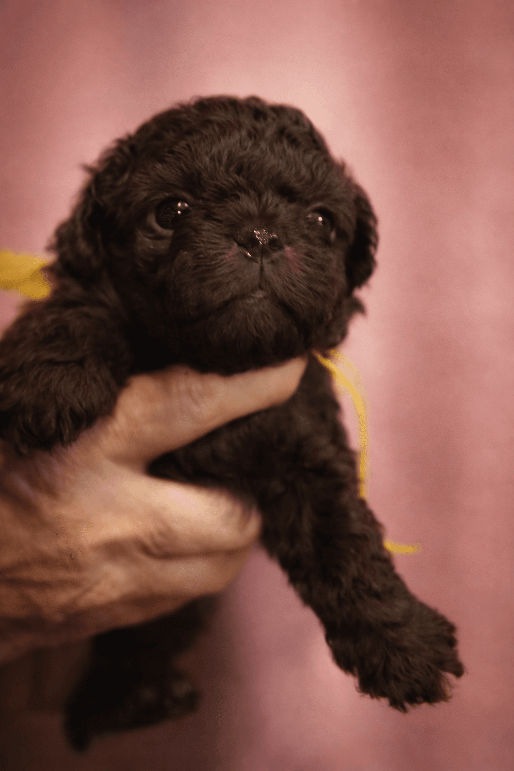 Mulberry – Dark Chocolate female Russian Tsvetnaya Bolonka puppy for sale